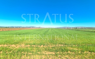 Land - For Sale - Yecla - Rural location
