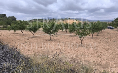 Land - For Sale - Pinoso - Rural location