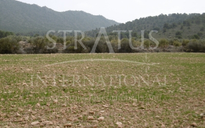 Land - For Sale - Yecla - Rural location