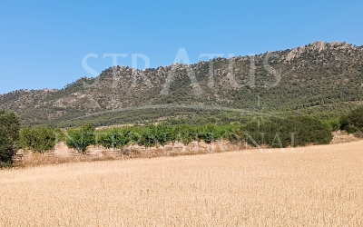 Land - For Sale - Yecla - Rural location