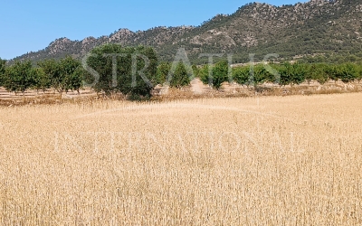 Land - For Sale - Yecla - Rural location