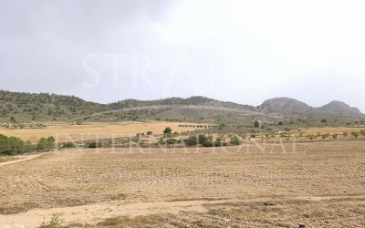 Land - For Sale - Yecla - Rural location