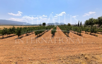 Terrain - A vendre - Yecla - Rural location
