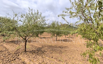 Land - For Sale - Yecla - Rural location