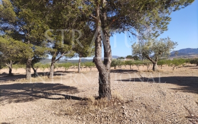 Terrain - A vendre - Pinoso - Rural location